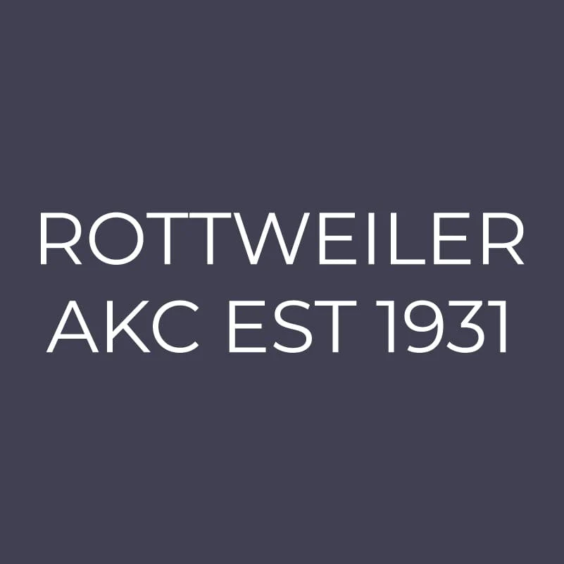 Rottweiler Embroidered AKC Men's Polo - Image 9