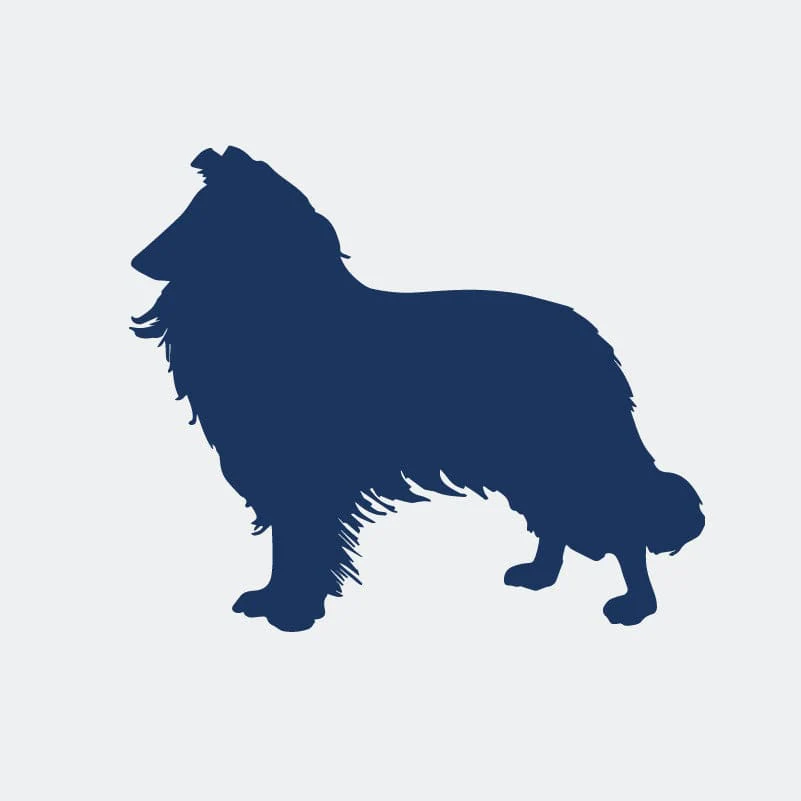 Rough Collie Embroidered AKC Women's Polo - Image 8