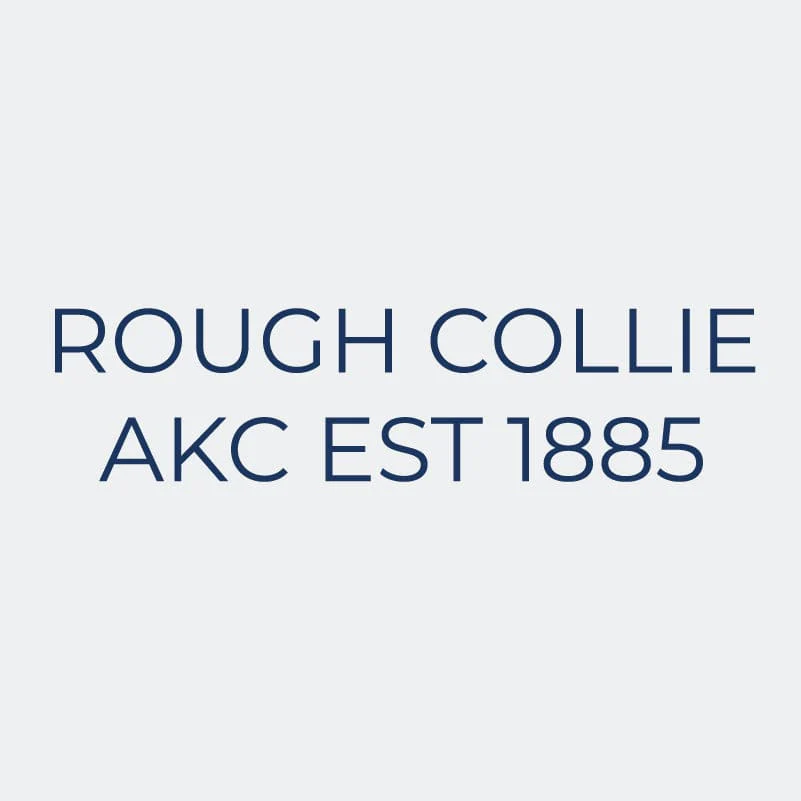 Rough Collie Embroidered AKC Women's Polo - Image 9
