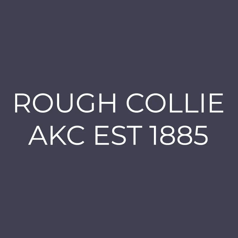 Rough Collie Embroidered AKC Men's Polo - Image 9
