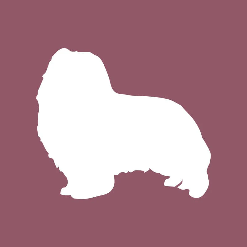 Shetland Sheepdog - Beanie - Image 2