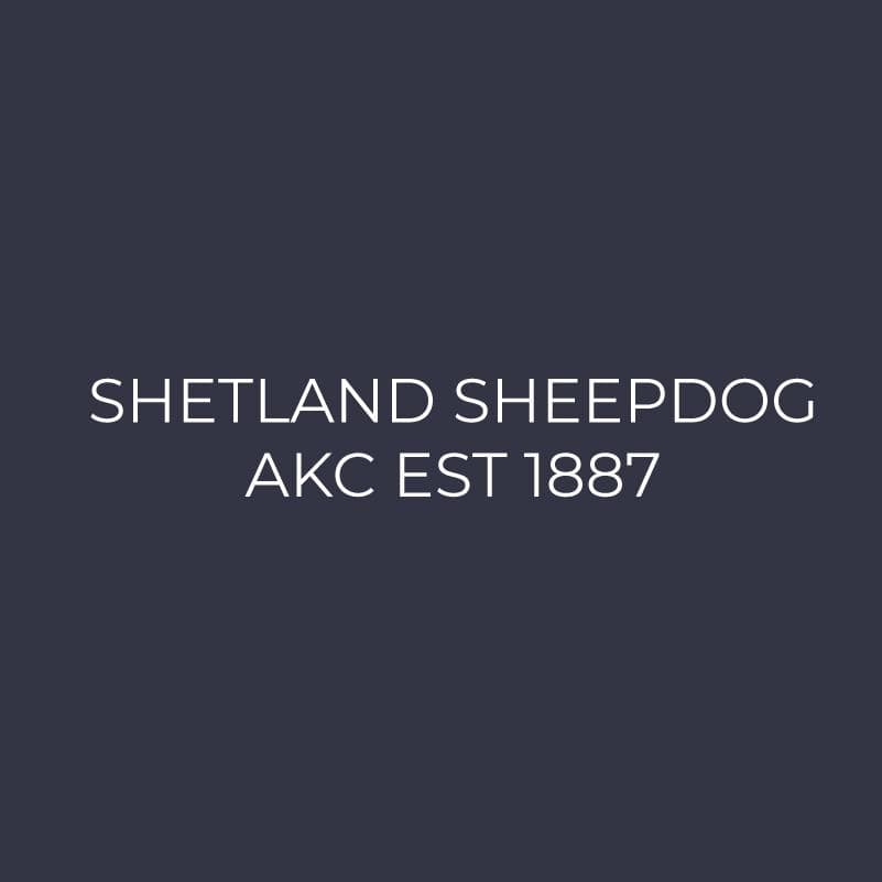 Shetland Sheepdog Embroidered AKC Women's Polo - Image 3
