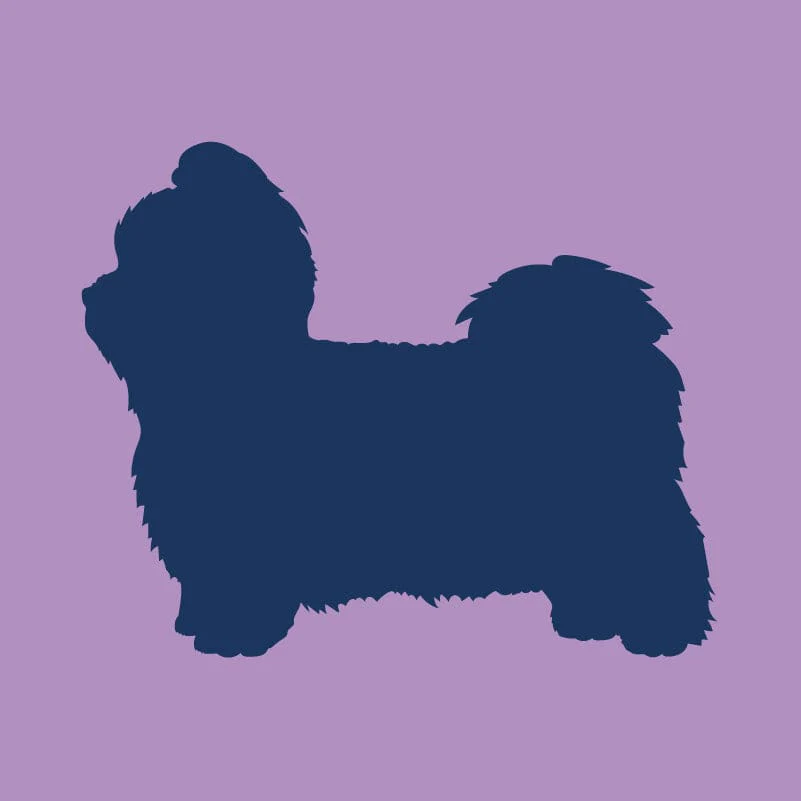Shih Tzu Infant Onesie - Image 5