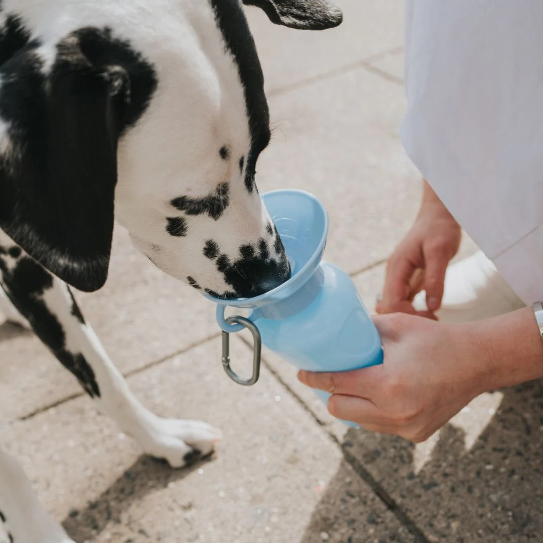 Springer Travel Dog Bottle - Image 5