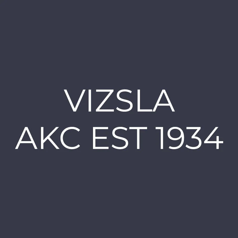 Vizsla Embroidered AKC Women's Polo - Image 3