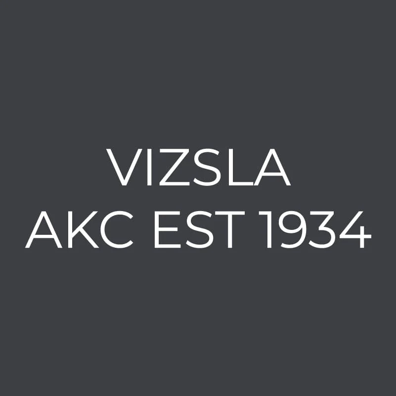 Vizsla Embroidered AKC Women's Polo - Image 6