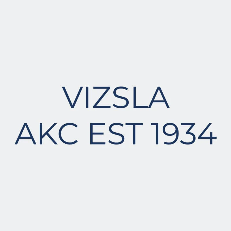 Vizsla Embroidered AKC Women's Polo - Image 9