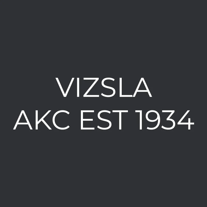 Vizsla Embroidered AKC Men's Polo - Image 3