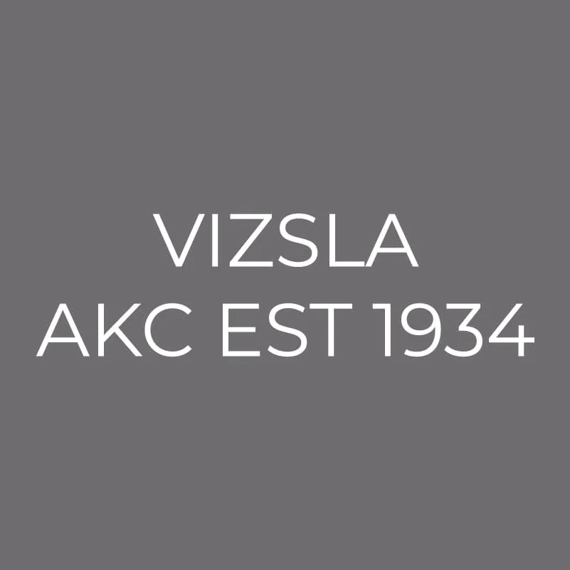 Vizsla Embroidered AKC Men's Polo - Image 6