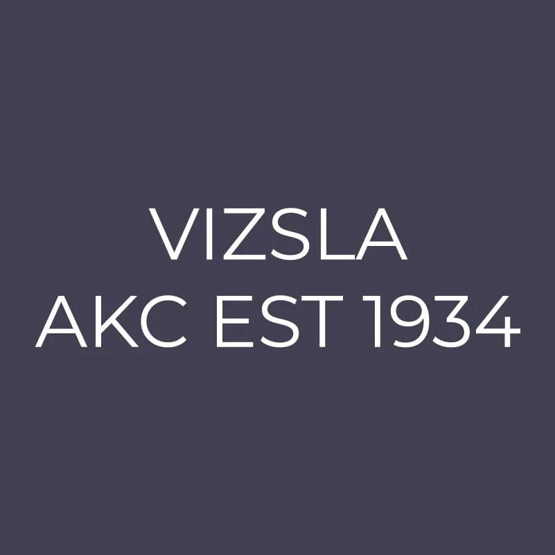 Vizsla Embroidered AKC Men's Polo - Image 9