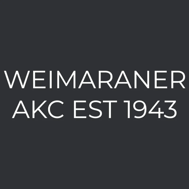 Weimaraner  Embroidered AKC Men's Polo - Image 3