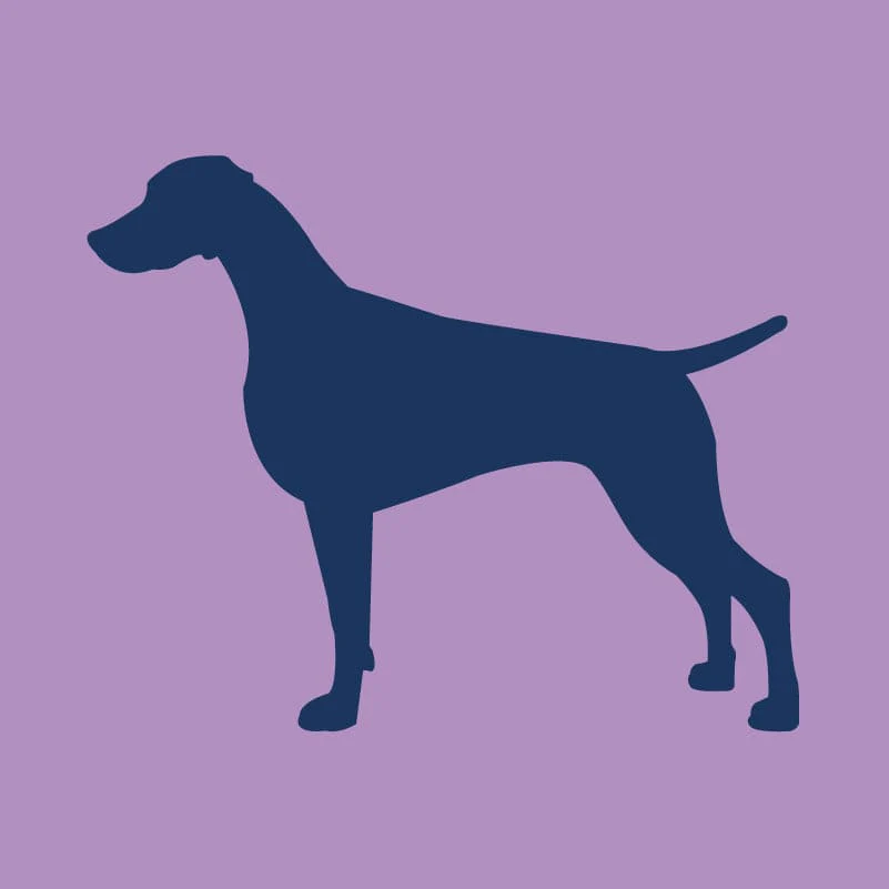 Weimaraner Infant Onesie - Image 5