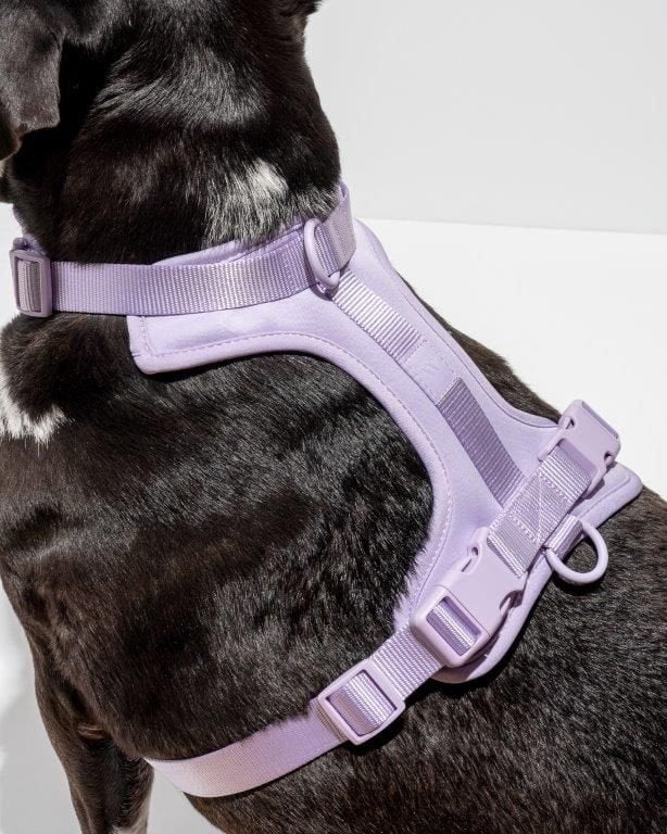 Wild One Adjustable Cushioned Dog Harness - Image 2
